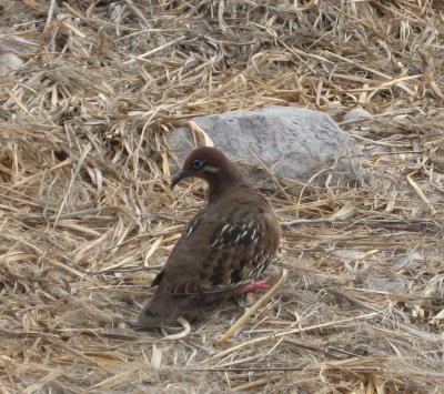 Galapagos dove