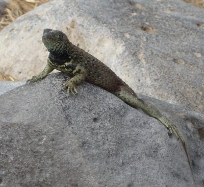 Male lava lizard