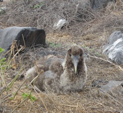 Baby waved albatross, largest bird in Galapagos, breeds nowhere else in the world