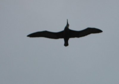 Albatross, wingspan is 8.2 feet