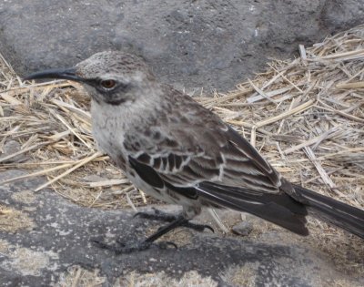 Galapagos mockingbird