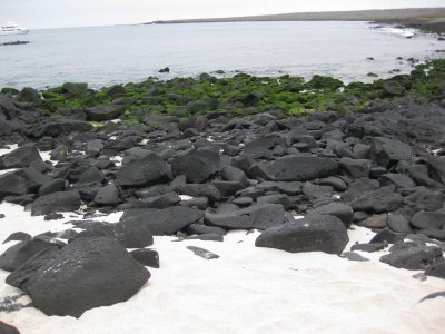 Algae & volcanic rocks