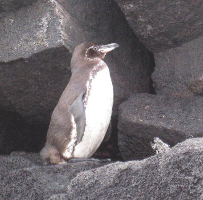 A Galapagos penguin!  The only penguins that live at the Equator.