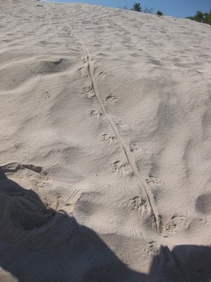 Marine iguana tracks
