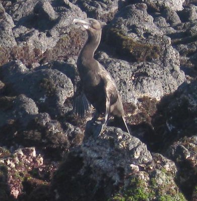 Urbina Bay, Isabella Island, flightless cormorant