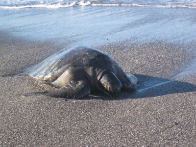 Resting sea turtle
