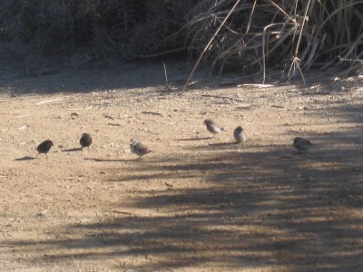 Medium Darwin ground finches