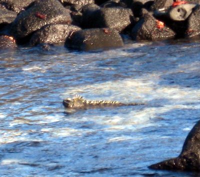 Marine iguana swimming