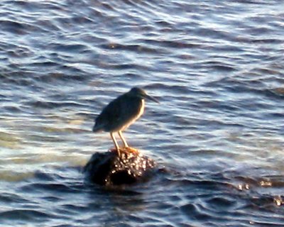 Lava heron