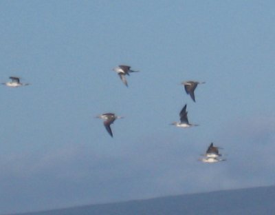 Blue-footed boobies