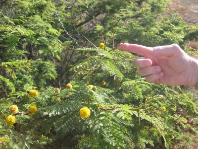 Plant at Puerto Egas on Santiago