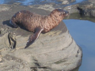 Fur sea lion