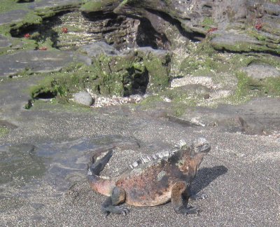 Marine iguana