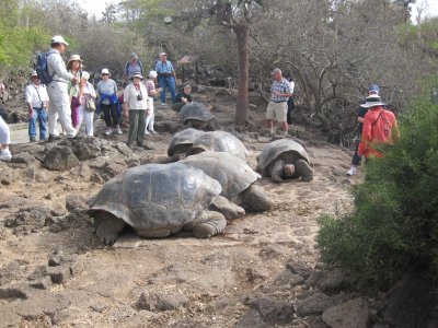 Captive tortoises (breeding program)