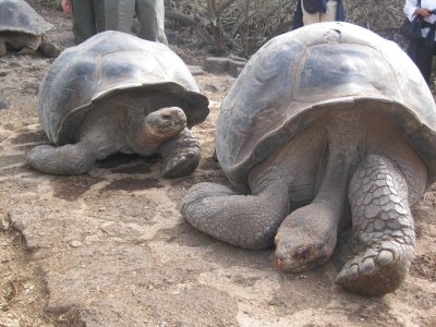 Very old tortoise on right (100 yrs.?)