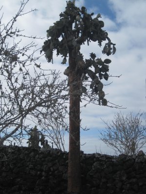Old huge opuntia cactus tree