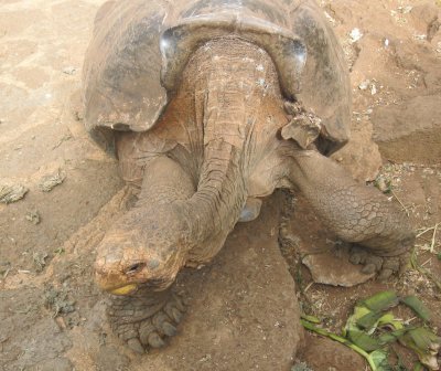 Lonesome George, the last of his species (the giant tortoises of Pinta Island)