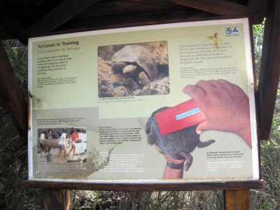 Tortoise education display