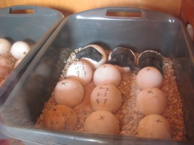 Model tortoise babies hatching (real eggs)