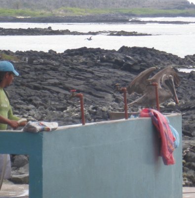 In Puerto Ayora, pelican at fish cleaning area