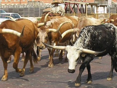 Fort Worth Cattle Drive