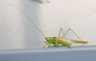 IMG_4810gh.jpg