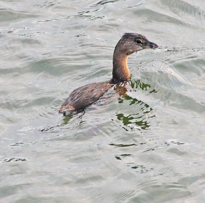 IMG_8574grb.jpg