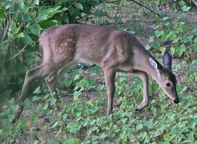 IMG_7701fawn.jpg