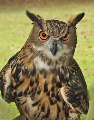 Birds of Prey