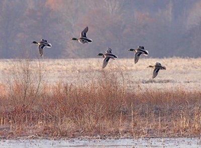 IMG_3094wnr.jpg