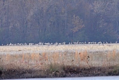 IMG_3168wnr.jpg