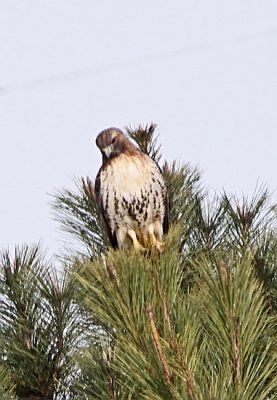 IMG_3403wnr.jpg