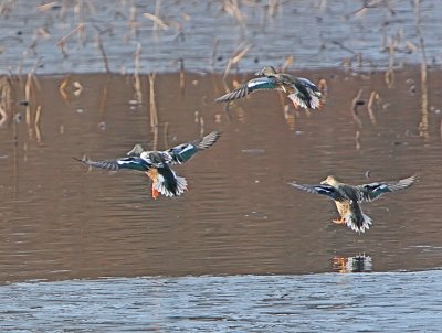 IMG_8997wnr.jpg