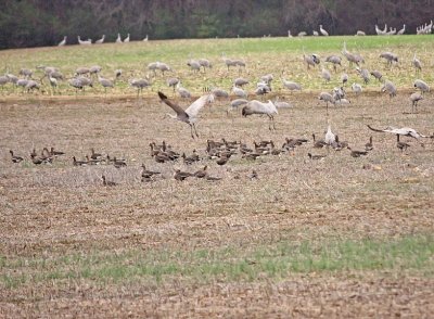 IMG_9702wnr.jpg