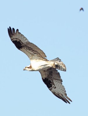 IMG_6701wnr.jpg