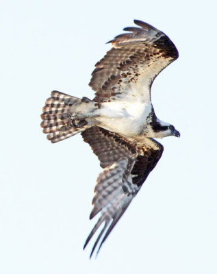 IMG_6750wnr.jpg