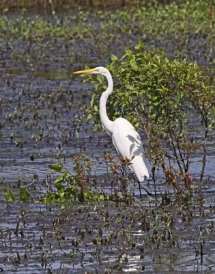 Wheeler Wildlife Refuge - 06/20/2009