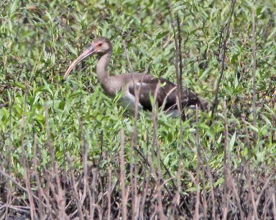 Wheeler Wildlife Refuge - 07/20/2009