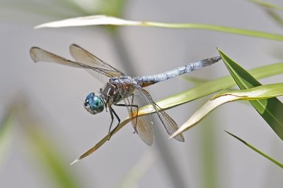 Wheeler Wildlife Refuge - 06/10/2010