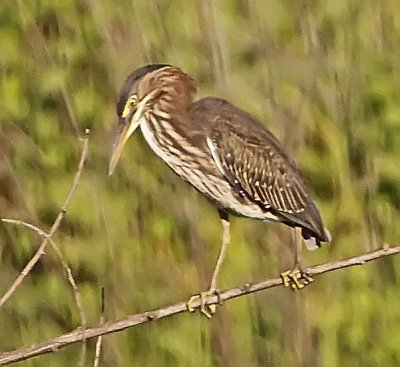 Wheeler Wildlife Refuge - 07/06/2010