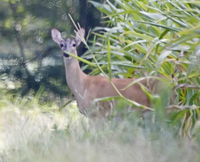 Wheeler Wildlife Refuge - 07/23/2010