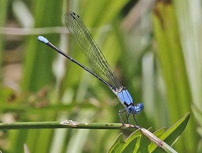 Wheeler Wildlife Refuge - 08/07/2010