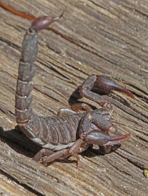Scorpion Types