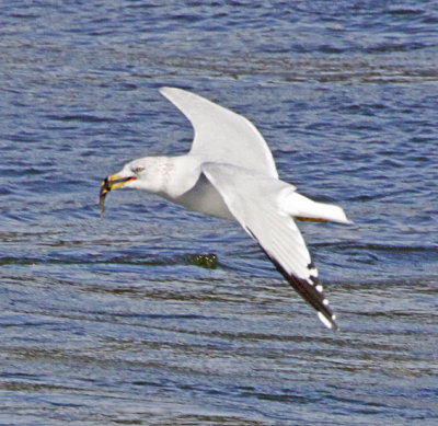 _MG_0552gull.jpg