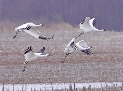 A Gallery of Whooping Cranes at Wheeler Wildlife Refuge