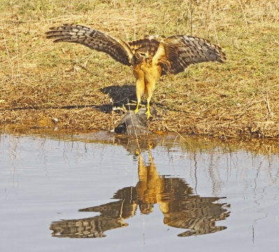 Wheeler Wildlife Refuge - Harrier vs Coot