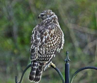 Wheeler National Wildlife Refuge - 09/24/2012