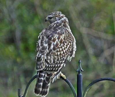 Wheeler National Wildlife Refuge - 09/24/2012