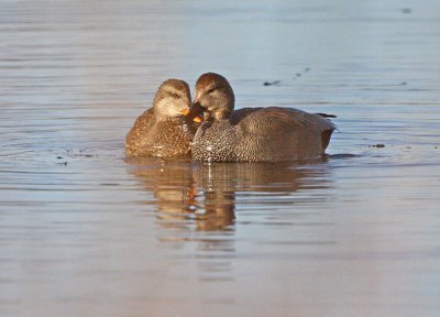 IMG_0217wnr.jpg