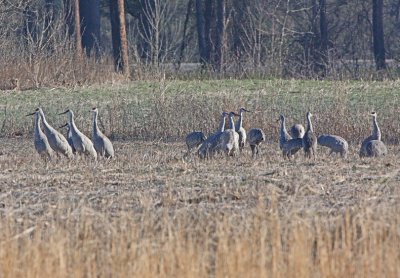 IMG_0258wnr.jpg